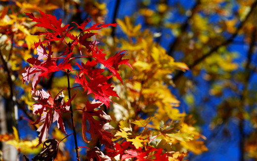 455407 (a): :1680x1050